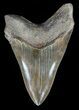 Serrated, Fossil Megalodon Tooth - Georgia #57181-2